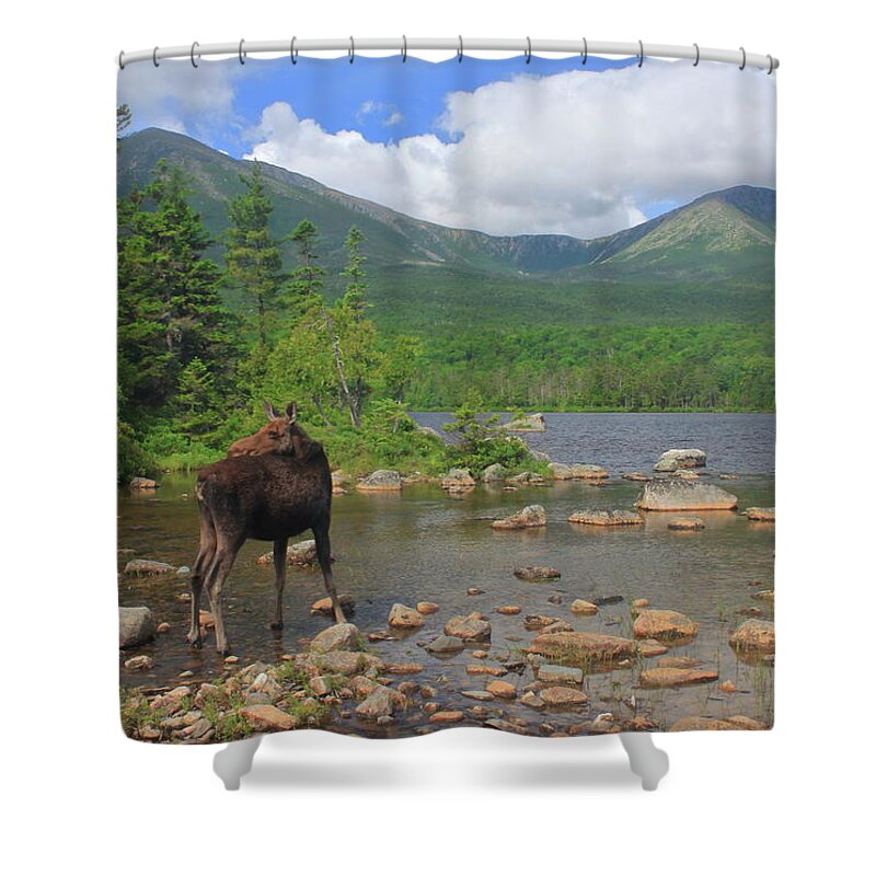 Moose Shower Curtain featuring the photograph Cow Moose Looking Back at Sandy Stream Pond by John Burk