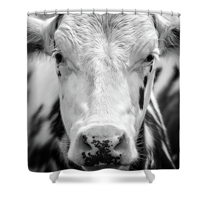 Cow Shower Curtain featuring the photograph Cow portrait by Delphimages Photo Creations