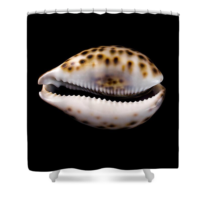 Sea Shell Shower Curtain featuring the photograph Cowry sea shell by Jim Hughes