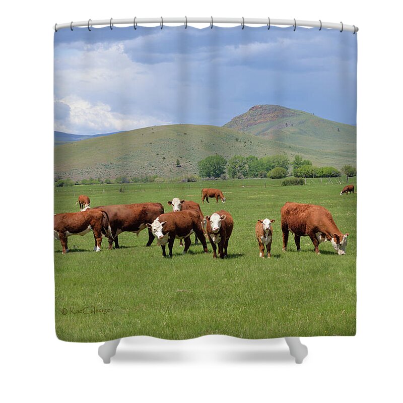 Cows Shower Curtain featuring the photograph Cows and Calves by Kae Cheatham