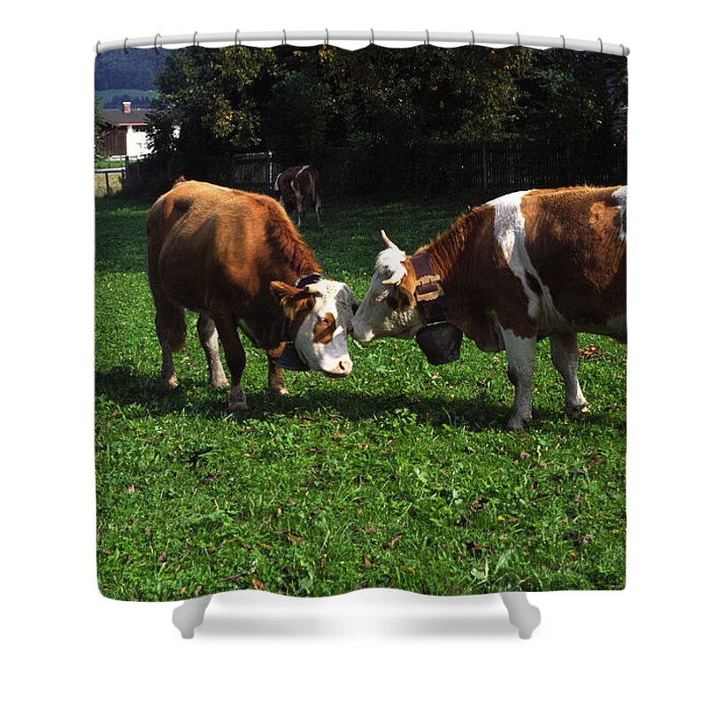 2 Cows Nuzzling Shower Curtain featuring the photograph Cows Nuzzling by Sally Weigand