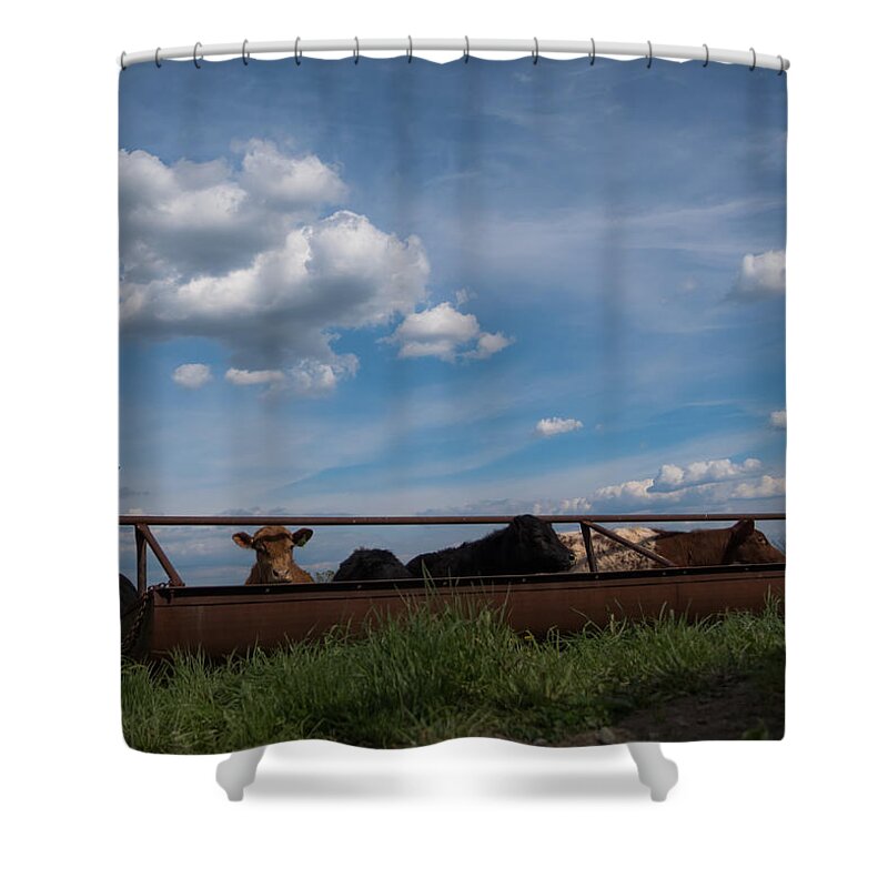 Cow Shower Curtain featuring the photograph Cows on the Farm by Holden The Moment