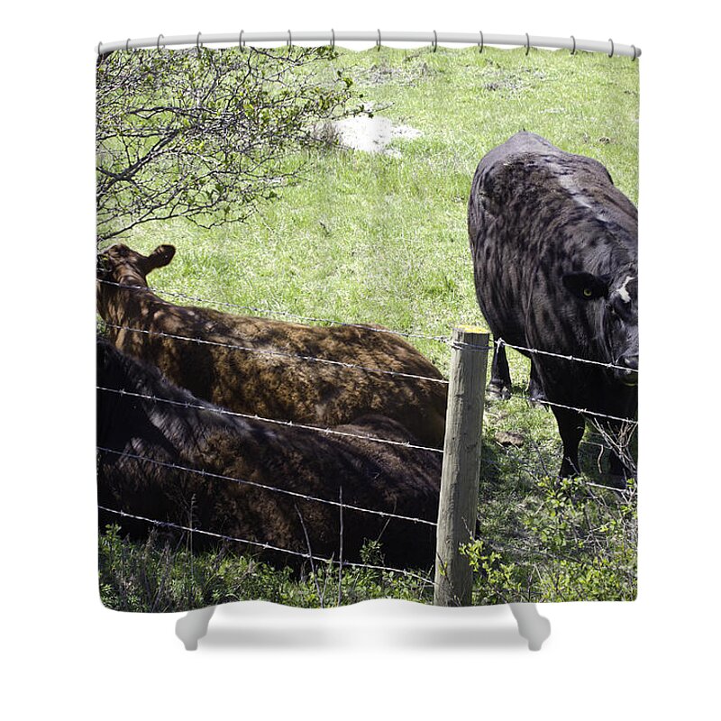 Landscape Shower Curtain featuring the photograph Cows Sharing Shade by Donna L Munro