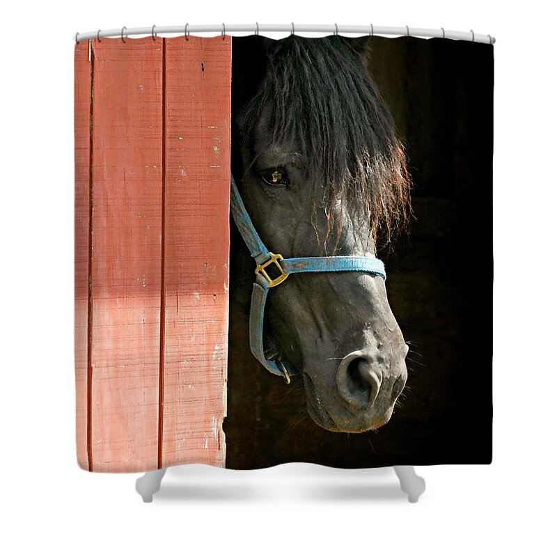 Coy Shower Curtain featuring the photograph Coy Boy by Diana Angstadt