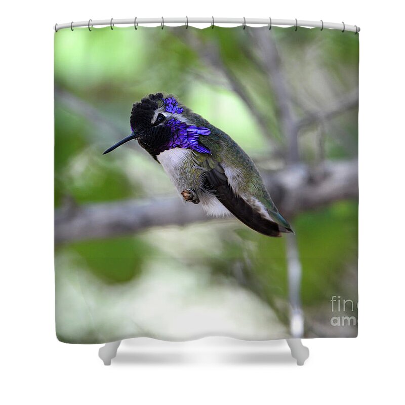 Denise Bruchman Shower Curtain featuring the photograph Coy Costa's Hummingbird by Denise Bruchman