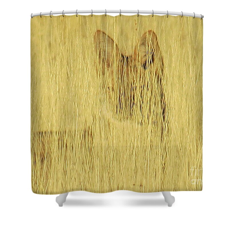 Coyote Shower Curtain featuring the photograph Coyote 1 by Christy Garavetto