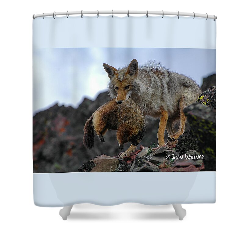 Coyote Shower Curtain featuring the photograph Coyote Catch by Joan Wallner