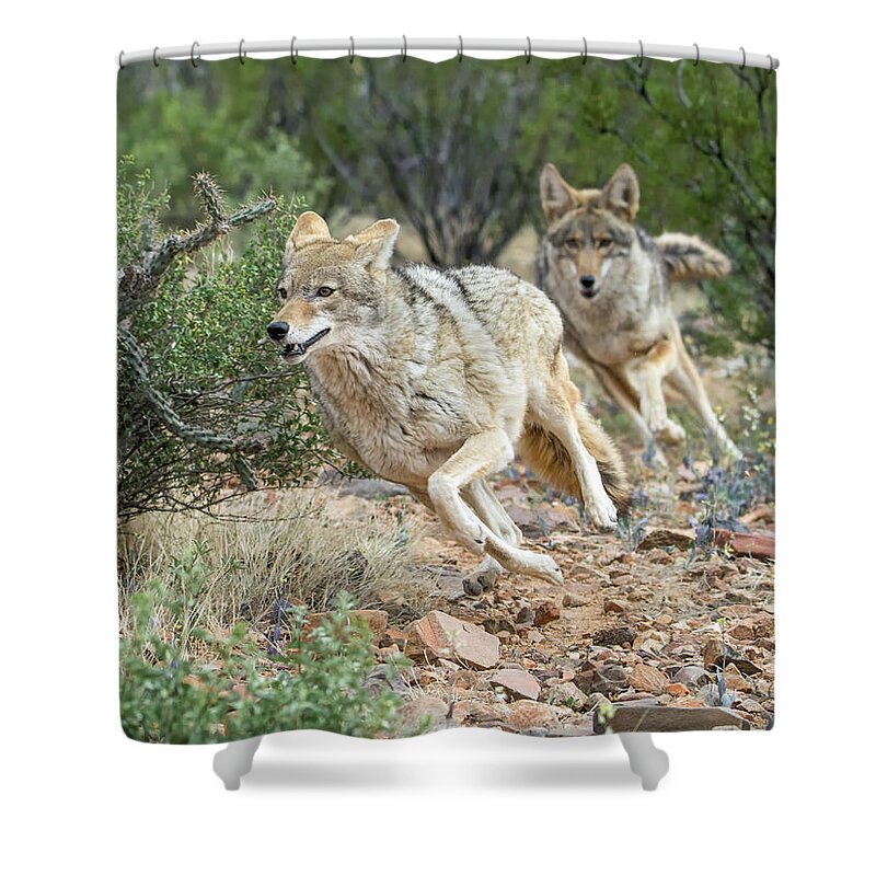 Coyote Shower Curtain featuring the photograph Coyote Chase 4189-022617-1cr by Tam Ryan