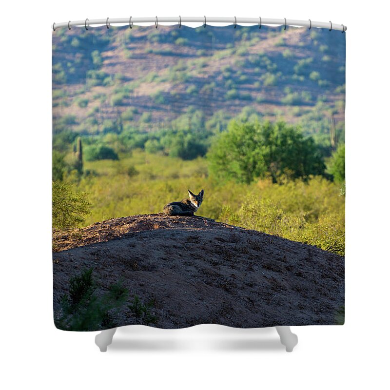 Coyote Shower Curtain featuring the photograph Coyote Hill by Douglas Killourie