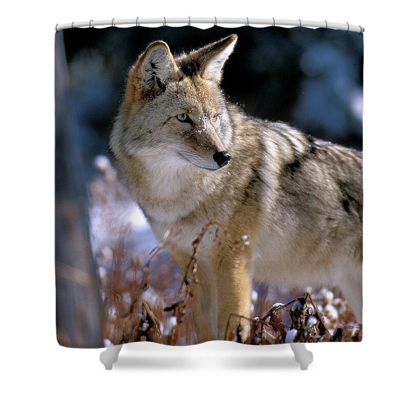 Wild Shower Curtain featuring the photograph Coyote in Winter Light by Mark Miller