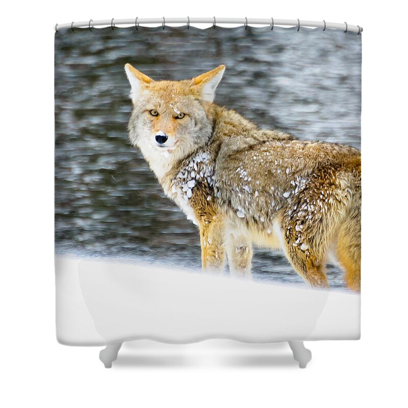 Coyote Shower Curtain featuring the photograph Coyote in Yellowstone by Roberta Kayne