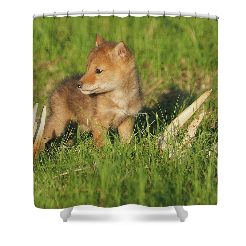 Coyote Coyotes Pup Pups Puppies Dog Dogs Wild Cute Cuties Cutie Baby Animal Animals Wildlife Critters Antlers Antler Sheds Shed Hunting Predator Predators Spring Springtime Beautiful Minnesota Cyrus Whitetail Whitetails Deer Prairie Shower Curtain featuring the photograph Coyote Pup and Antlers by James Peterson
