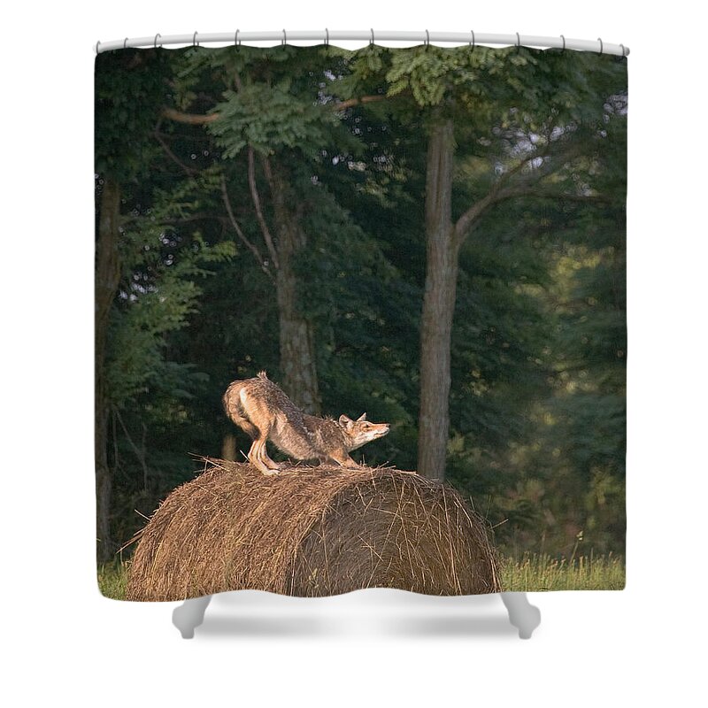 Coyote Shower Curtain featuring the photograph Coyote Stretching on Hay Bale by Michael Dougherty