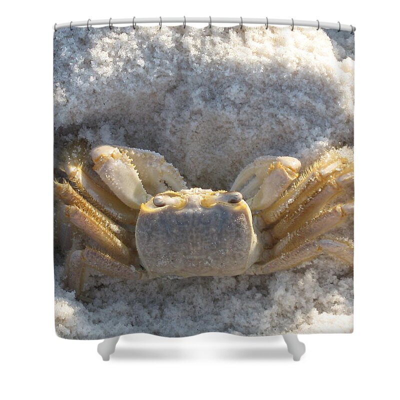 Crab Shower Curtain featuring the photograph Crab on the Beach by Christiane Schulze Art And Photography