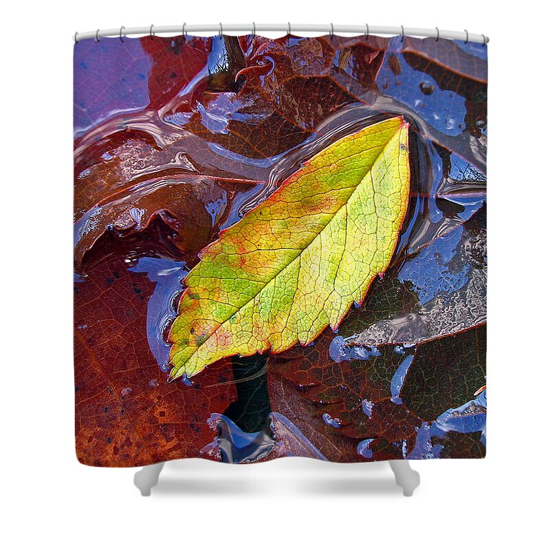 Tree Shower Curtain featuring the photograph Cradled Leaf by Juergen Roth