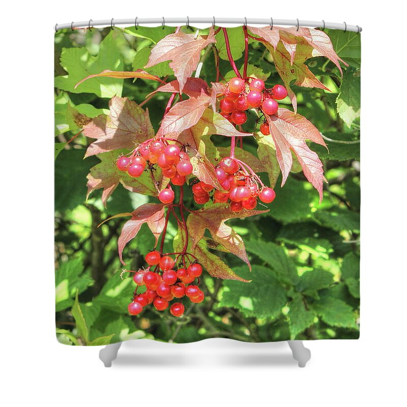 Berries Shower Curtain featuring the photograph Cranberry Cluster by Jim Sauchyn