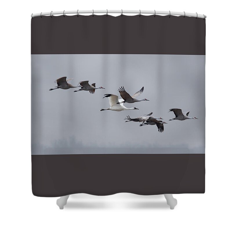 Whooping Crane Shower Curtain featuring the photograph Cranes Flying by Susan Rissi Tregoning