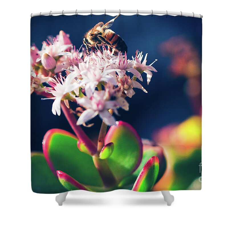 Crassula Ovata Shower Curtain featuring the photograph Crassula ovata Flowers and Honey Bee by Sharon Mau