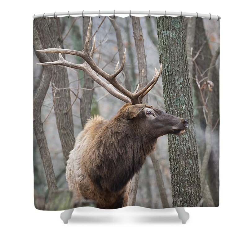 Elk Shower Curtain featuring the photograph Wild Eyed by Andrea Silies