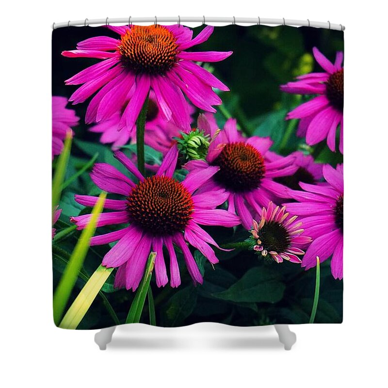  Shower Curtain featuring the photograph Crazy for Coneflowers by Kendall McKernon