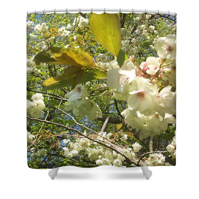 Tree Shower Curtain featuring the photograph Cream Tree by Judith Desrosiers