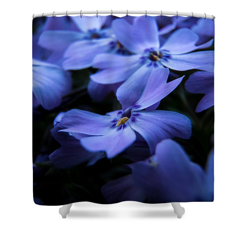 Jay Stockhaus Shower Curtain featuring the photograph Creeping Phlox by Jay Stockhaus