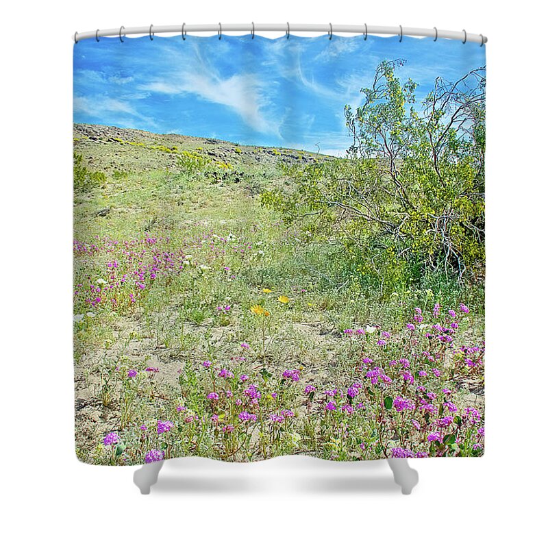 Creosote Bush Surrounded By Desert Wildflowers In Anza-borrego State Park Shower Curtain featuring the photograph Creosote Bush Surrounded by Desert Wildflowers in Anza-Borrego State Park-California by Ruth Hager