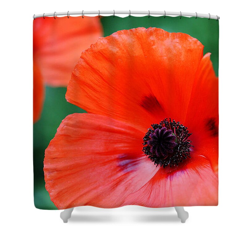 Oriental Poppy Shower Curtain featuring the photograph Crepe Paper Petals by Debbie Oppermann
