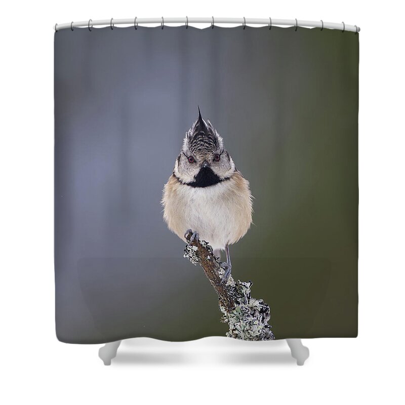 Crested Shower Curtain featuring the photograph Crested Tit by Pete Walkden