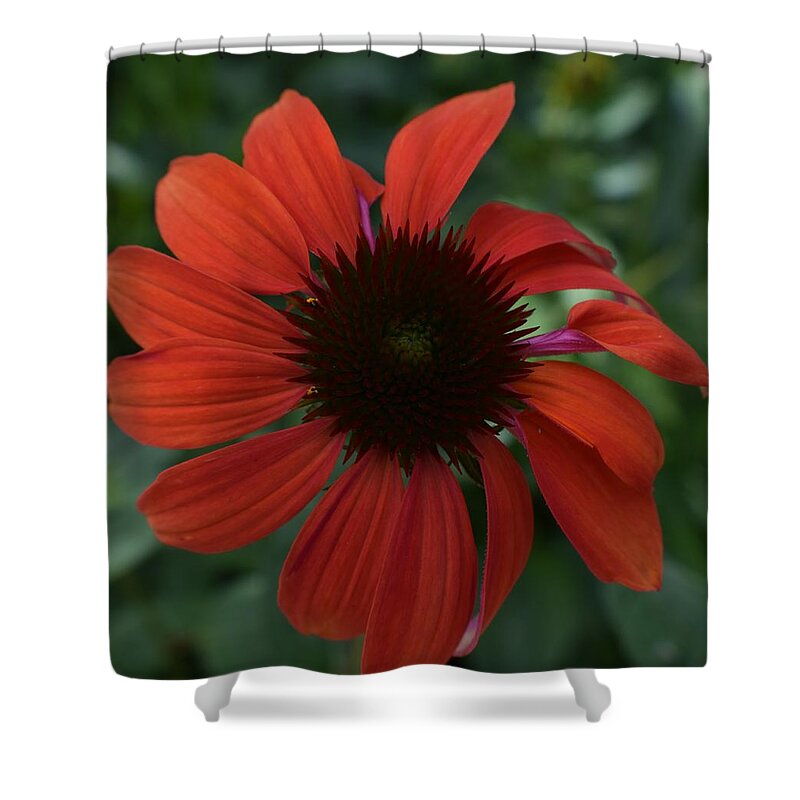 Flowers Shower Curtain featuring the photograph Crimson Cone Flower by Jimmy Chuck Smith