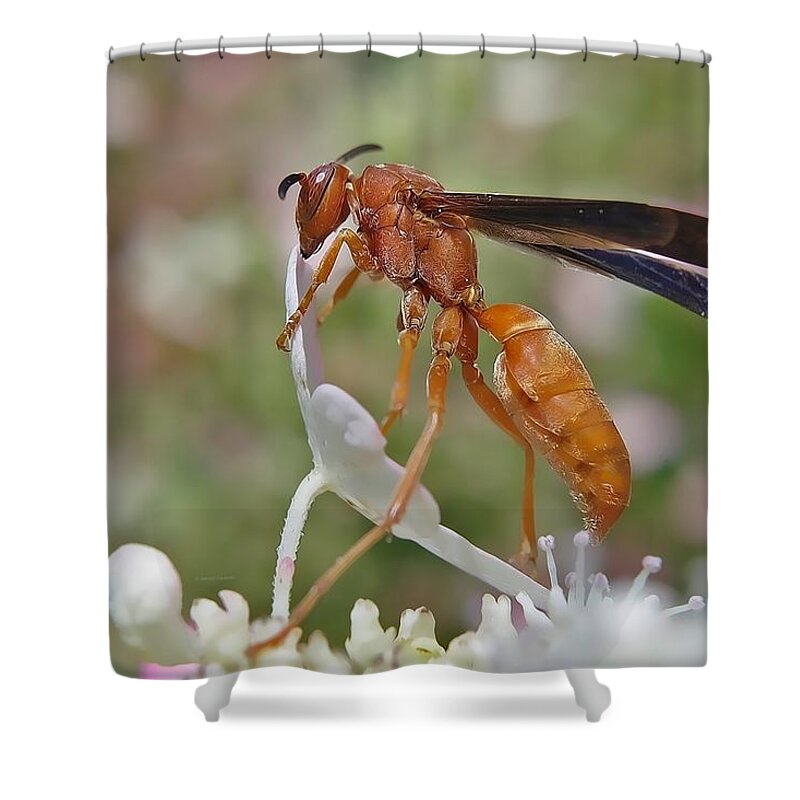 Macro Shower Curtain featuring the photograph Crispy lunch by Dennis Baswell