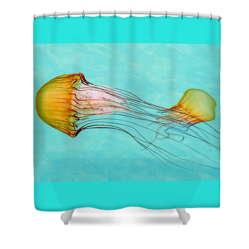 Jelly Fish Shower Curtain featuring the photograph Criss Cross by Derek Dean
