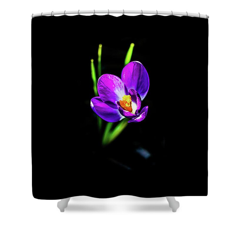 Flower Shower Curtain featuring the pyrography Crocus 2018-2 by Barry Wills