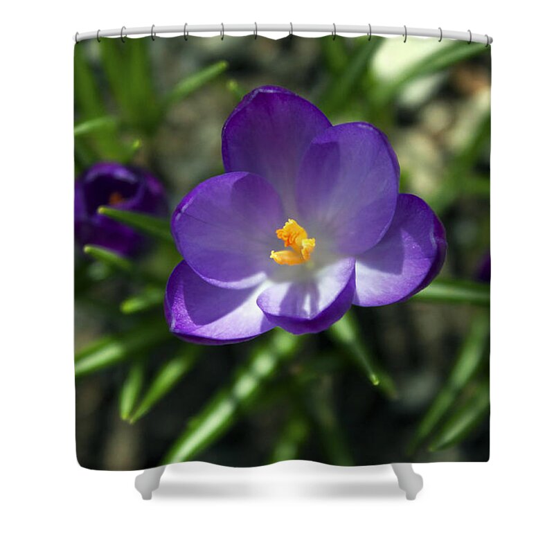 Flower Shower Curtain featuring the photograph Crocus In Bloom #1 by Jeff Severson
