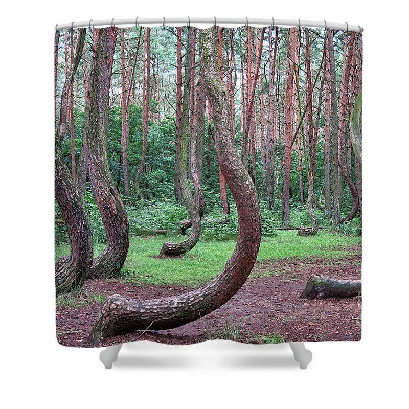 Forest Shower Curtain featuring the photograph Crooked Forest by Teresa Zieba