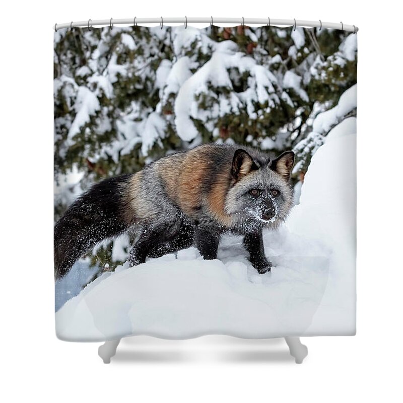 Cross Fox Shower Curtain featuring the photograph Cross Fox by Wes and Dotty Weber