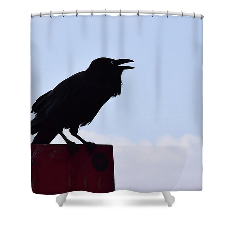 Crow Profile Shower Curtain featuring the photograph Crow Profile by Sandy Taylor