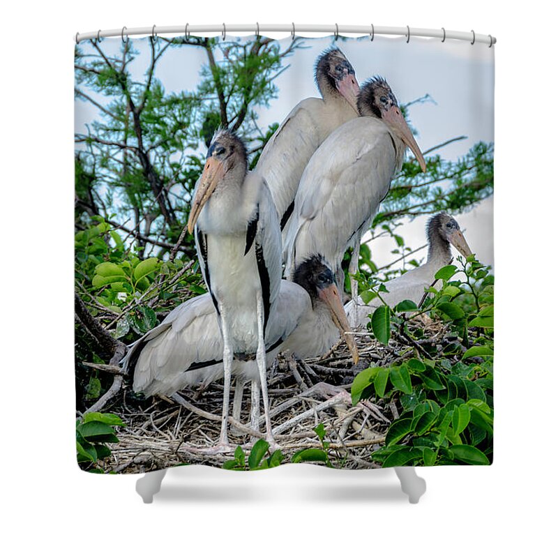 Young White Storks Shower Curtain featuring the photograph Crowded nest by Wolfgang Stocker