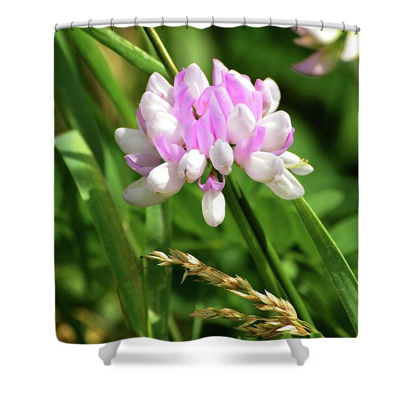 Crown Vetch Shower Curtain featuring the photograph Crown Vetch by Lyle Crump