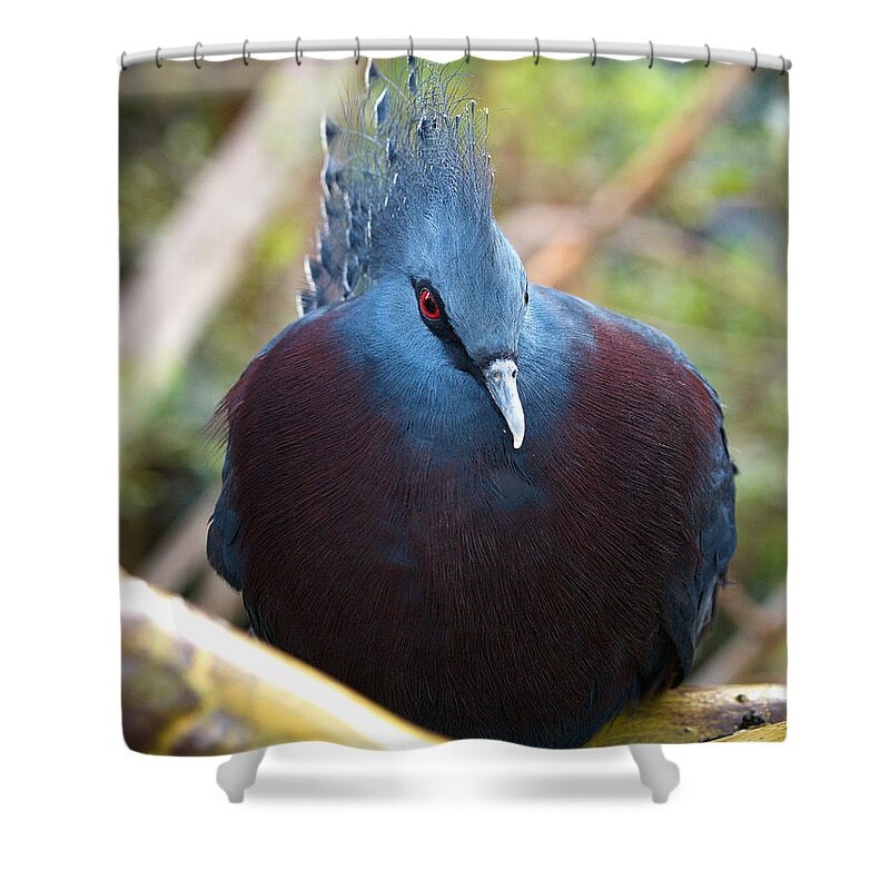 Loro Park Shower Curtain featuring the photograph Crowned by Jouko Lehto