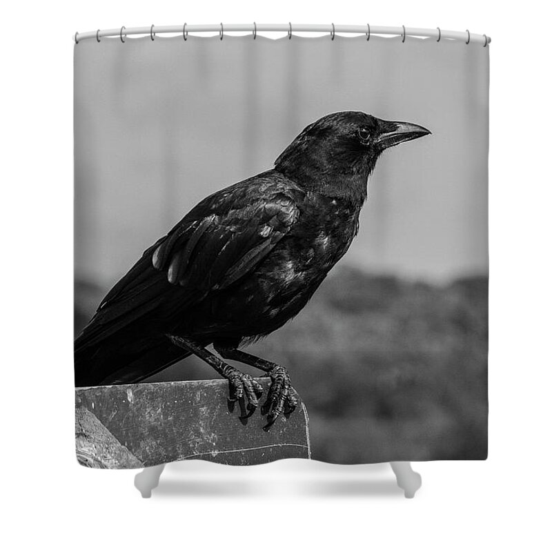 Photo For Sale Shower Curtain featuring the photograph Crow's Feet by Robert Wilder Jr