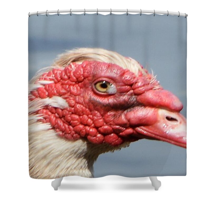 Geese Shower Curtain featuring the photograph Crying Goose by Dani McEvoy