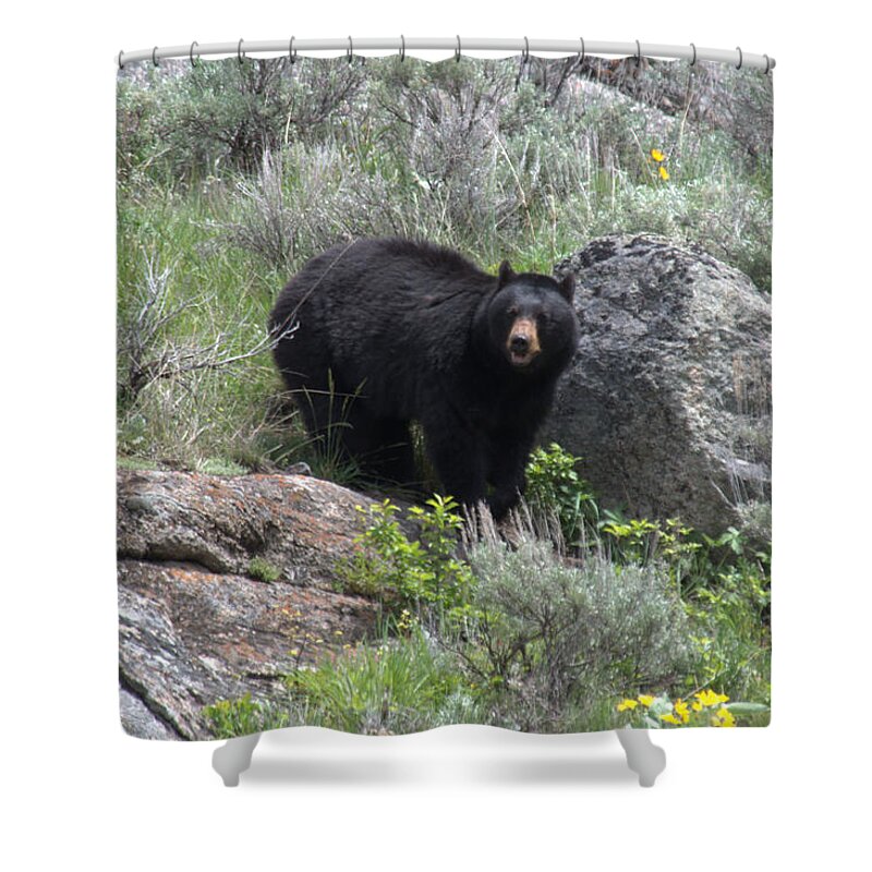 Black Bear Shower Curtain featuring the photograph Curious Black Bear by Frank Madia