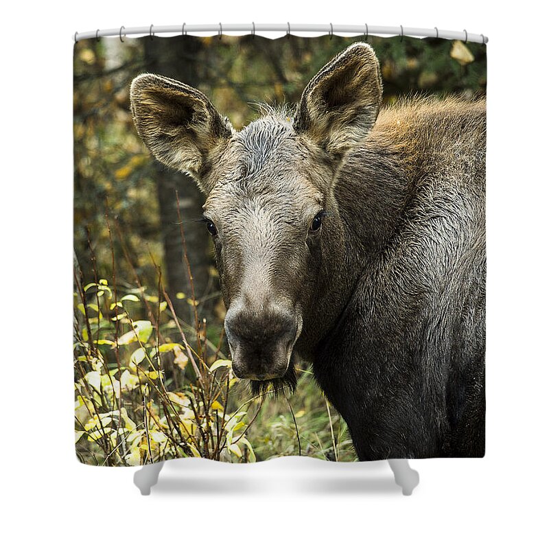 Alaska Shower Curtain featuring the photograph Curious Calf by Ian Johnson