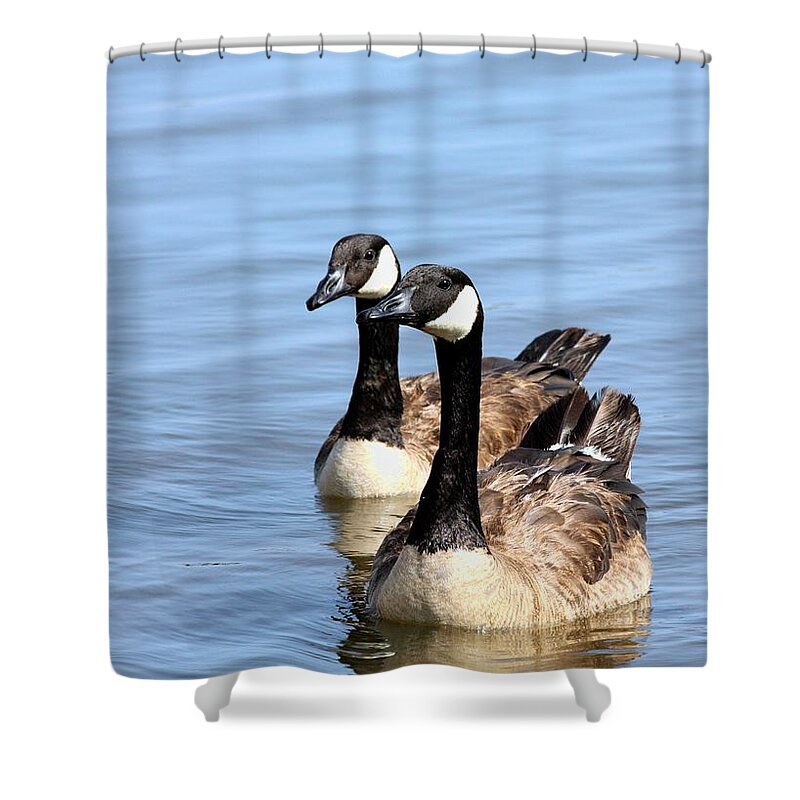 Nature Shower Curtain featuring the photograph Curious Canda Geese by Sheila Brown