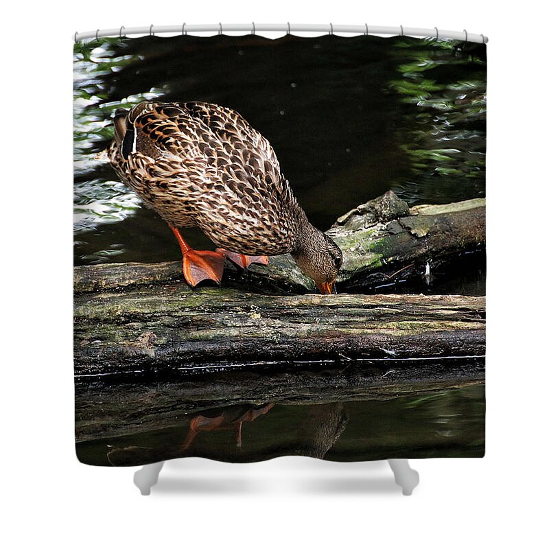 Wildlife Shower Curtain featuring the photograph Curious Duck by William Selander