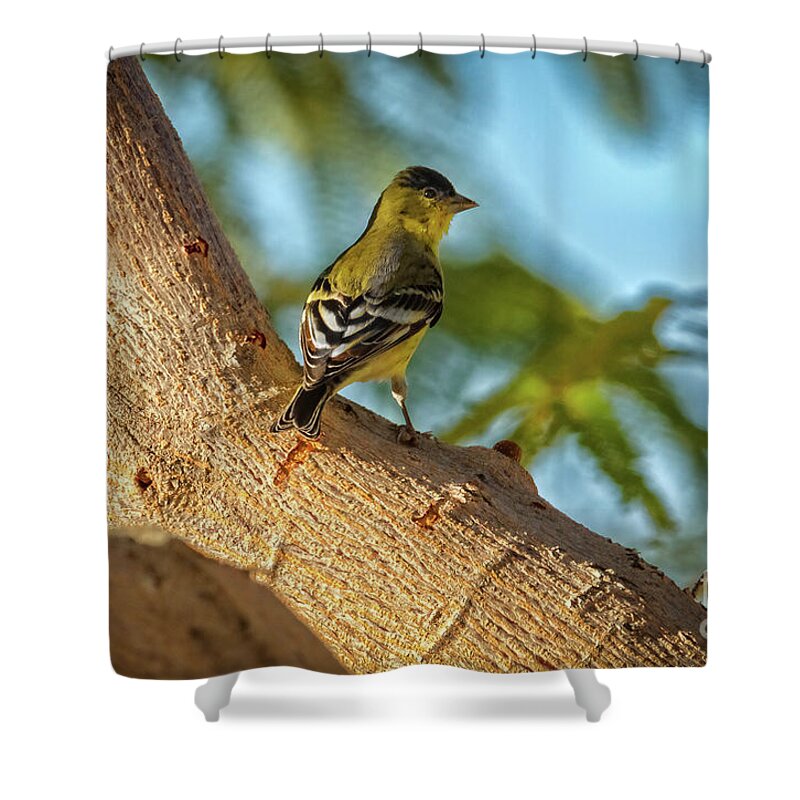 Yellow Shower Curtain featuring the photograph Curious Goldfinch by Robert Bales
