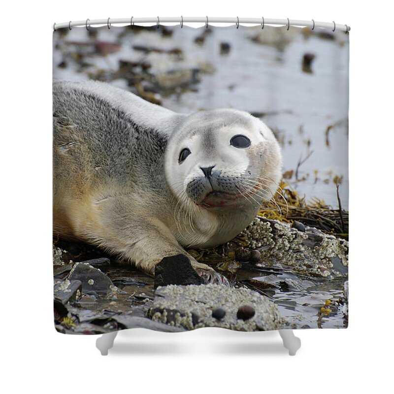 Seal Shower Curtain featuring the photograph Curious Harbor Seal Pup by DejaVu Designs