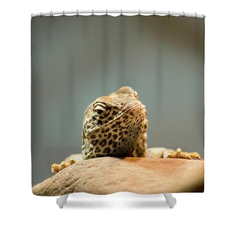 Wildlife Shower Curtain featuring the photograph Curious Lizard by David Stasiak