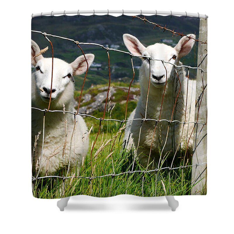 Donegal Ireland Landscape Shower Curtain featuring the photograph Curious Sheep by Lexa Harpell